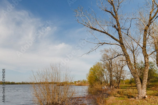 Obraz Beautiful spring tree on the river. The composition of nature, background