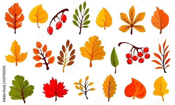 Obraz Autumn colorful leaves set isolated on white background. Cartoon leaf collection in flat style. Vector illustration