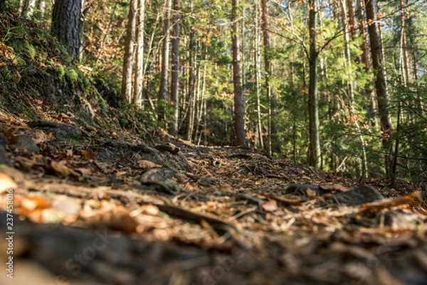 Fototapeta coniferous forest of trees with a full frame trail
