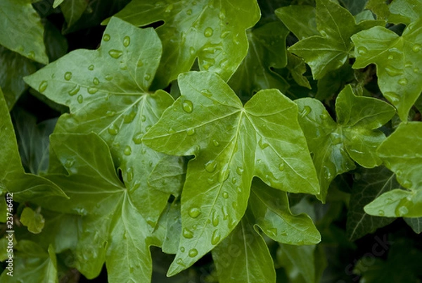 Obraz beautiful green spring leafs