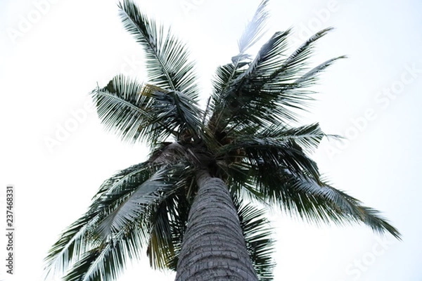 Obraz palm tree