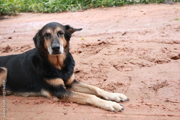 Obraz dog on the beach