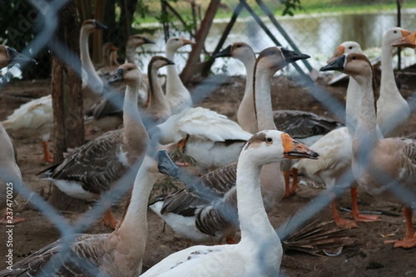 Obraz goose and goslings