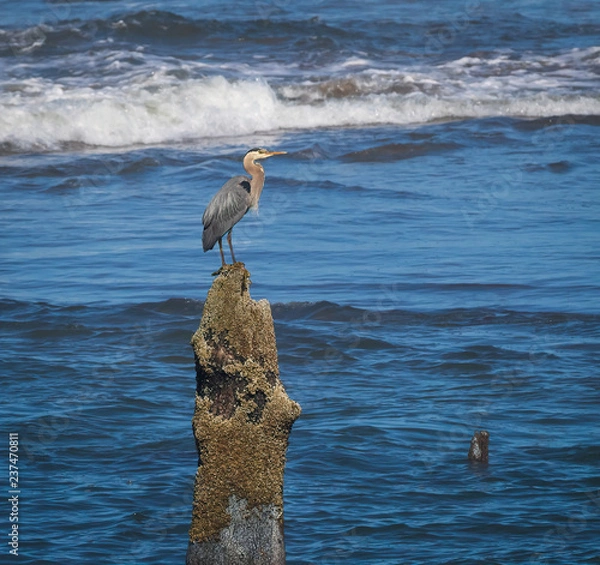 Obraz blue heron with raised head on ocean tree stump