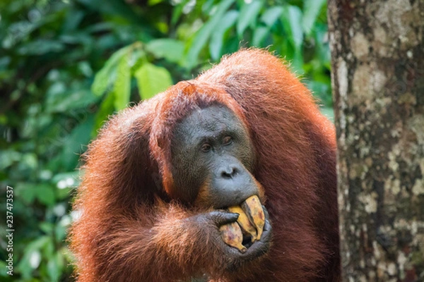 Fototapeta orangutan