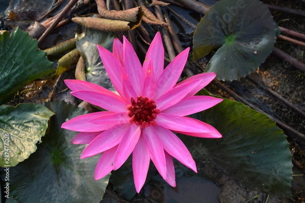 Fototapeta loto flor