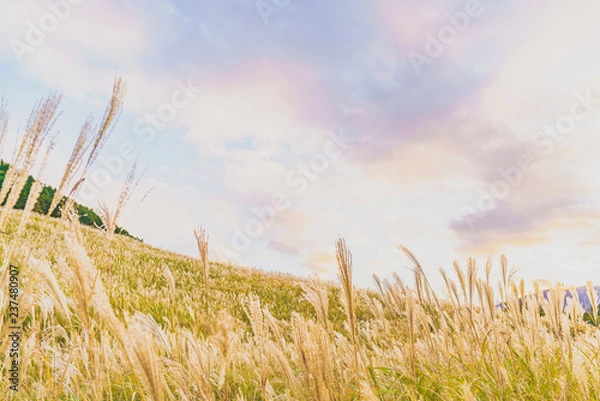 Obraz 日本の秋 箱根仙石原のススキ草原