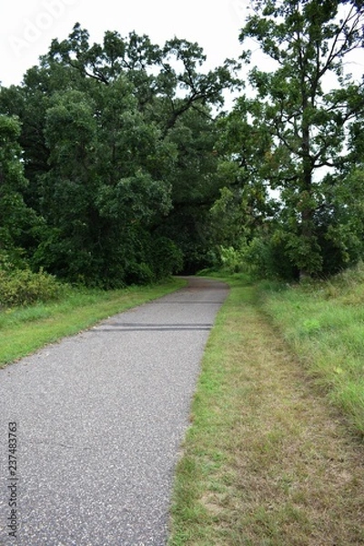 Fototapeta Path through the trees
