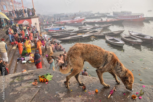Obraz インドのバラナシ　ガンジス河で沐浴をするヒンドゥー教徒の人々　餌を探す野良犬