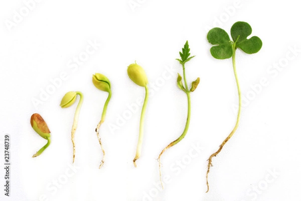 Obraz Plant growth-New life