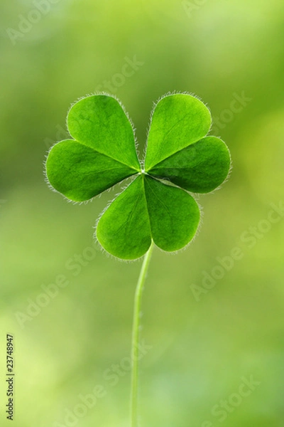 Fototapeta Three leaf clover