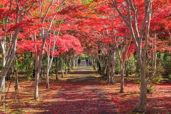 Obraz Hiraoka Tree Art Center in Sapporo, Hokkaido, Japan