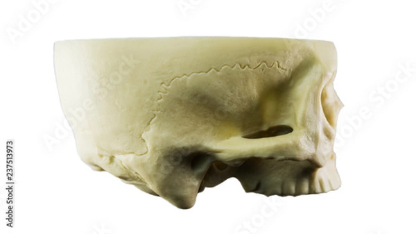 Fototapeta  Skull facing side ways isolated on a white background.