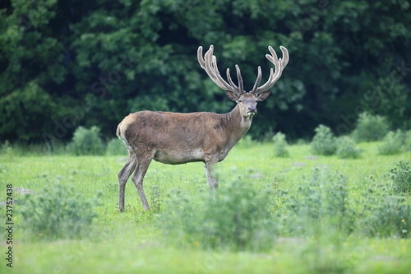 Fototapeta rothirsch