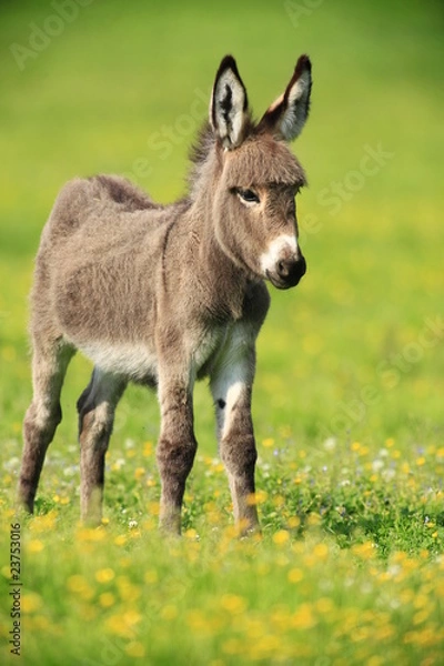 Fototapeta osioł