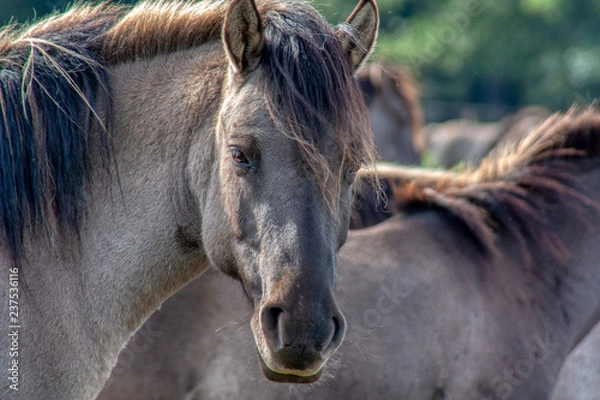 Fototapeta Wildpferde