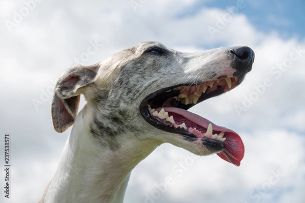 Obraz 空とウィペット、犬