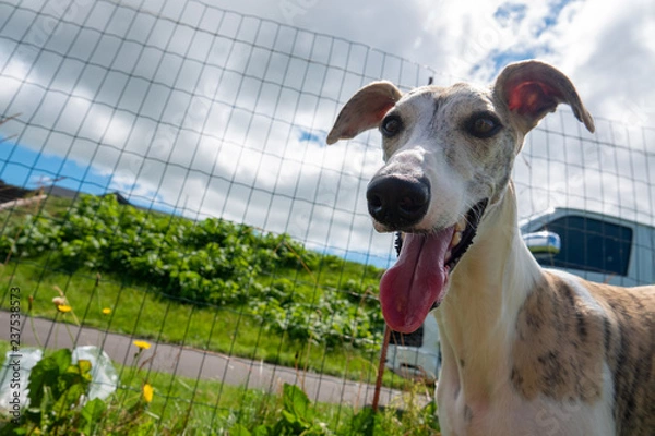 Obraz 空とウィペット、犬