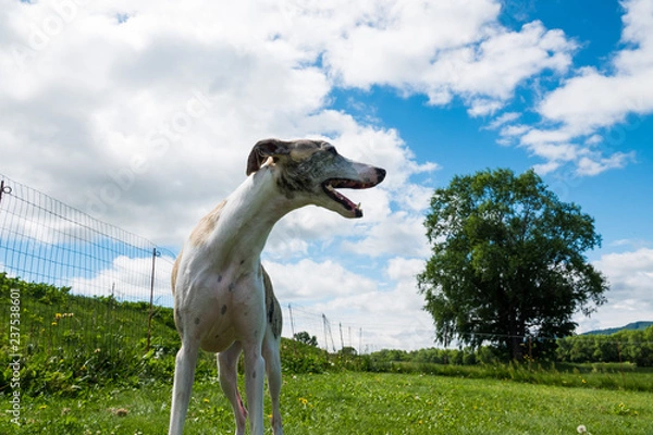 Obraz 空とウィペット、犬