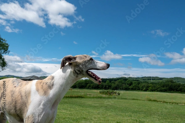 Obraz 空とウィペット、犬