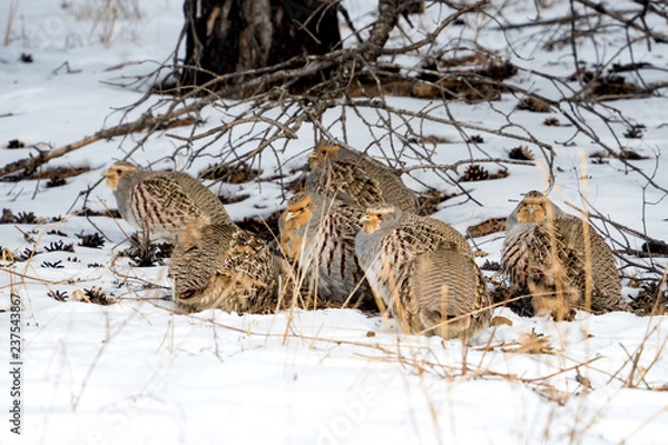 Fototapeta partridge