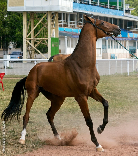 Obraz Stubborn horse