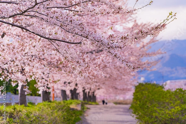 Obraz 日本の春 神奈川県秦野市 水無川沿いの桜並木
