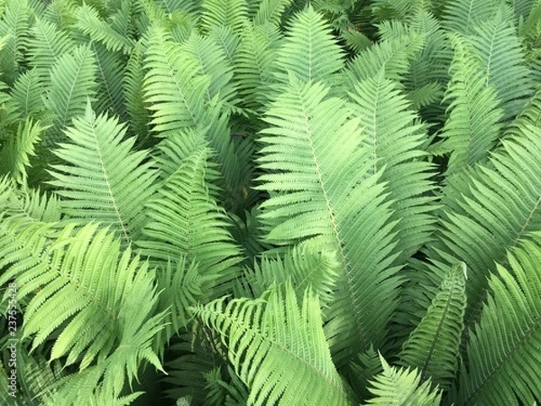 Fototapeta The natural background image of green forest leaves, the colors of nature, abstract green leaf texture, tropical leaf foliage 
