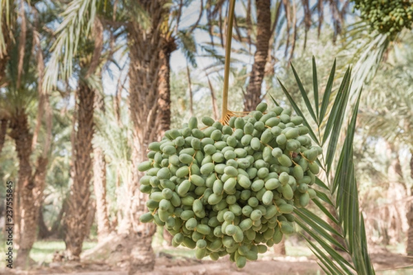 Obraz Date palm in the oasis 