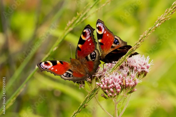Fototapeta Tagpfauenauge