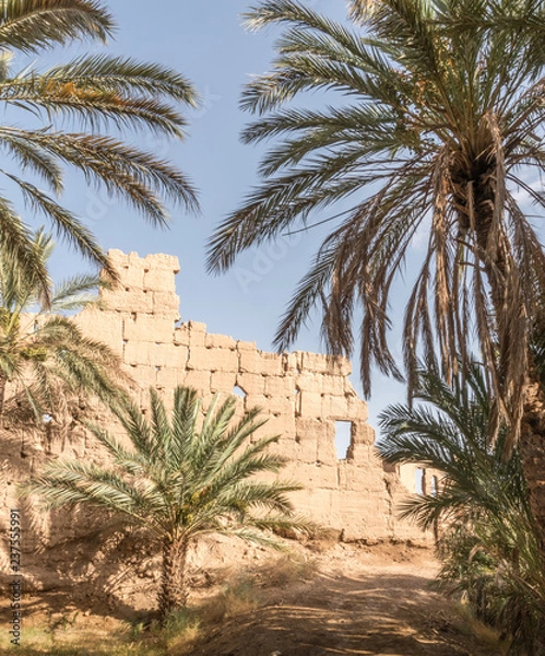 Obraz oasis in the desert