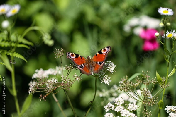 Fototapeta Tagpfauenauge