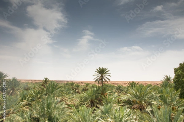 Obraz the date palm oasis