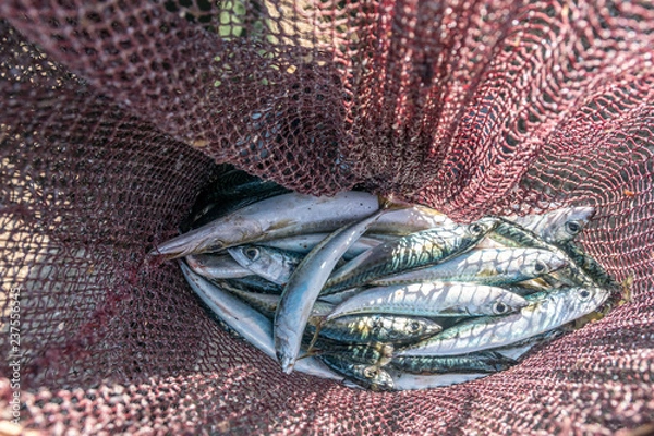 Obraz fish on the market