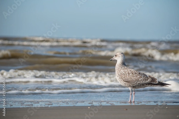Obraz seagull on the beach