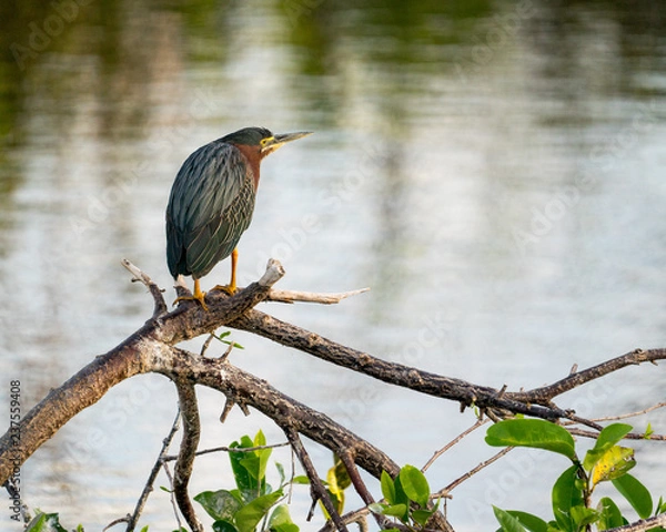 Obraz Green Heron