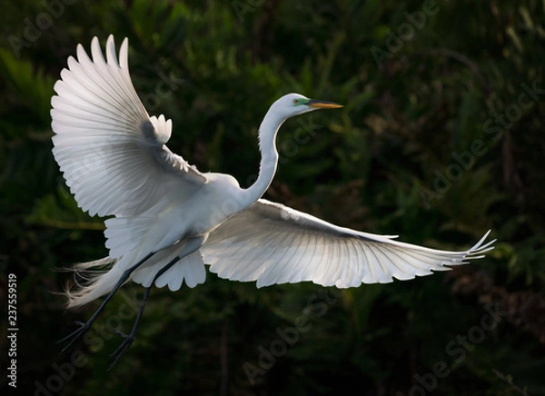Obraz Great Egret