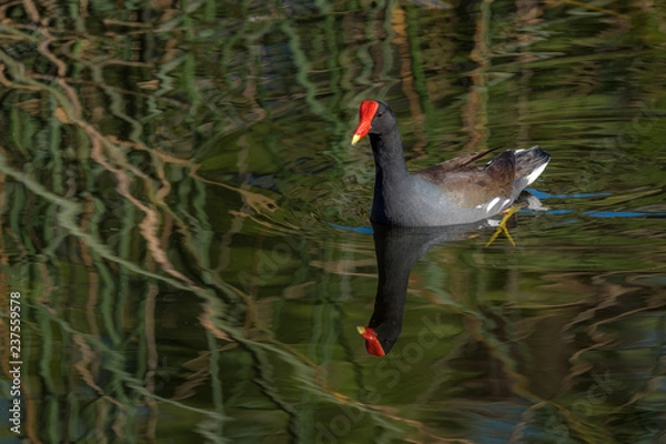 Obraz Common Gallinule