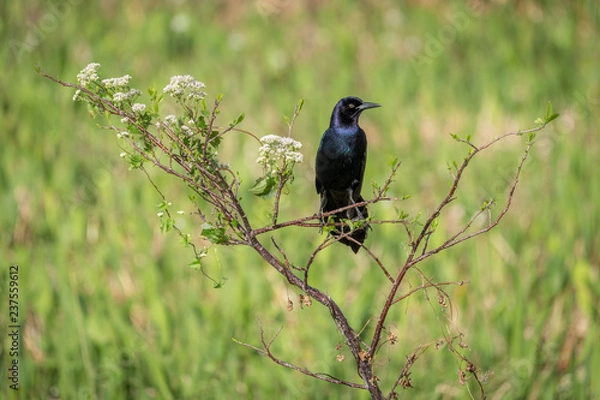 Obraz Boat-tailed Grackle