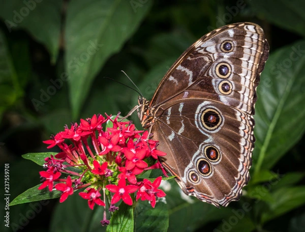 Obraz Butterfly in Action