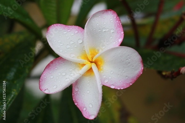 Obraz pink frangipani