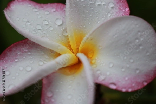 Obraz pink frangipani