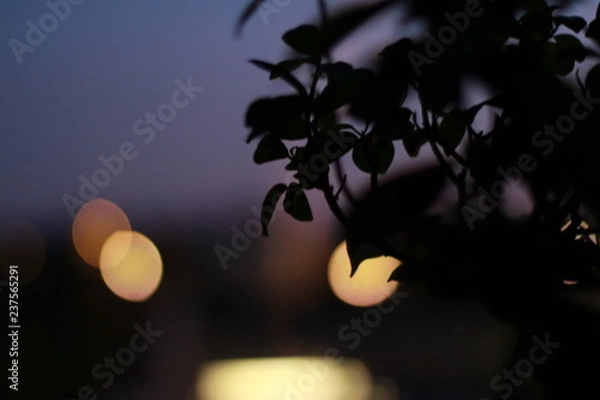 Obraz tree and bokeh lights
