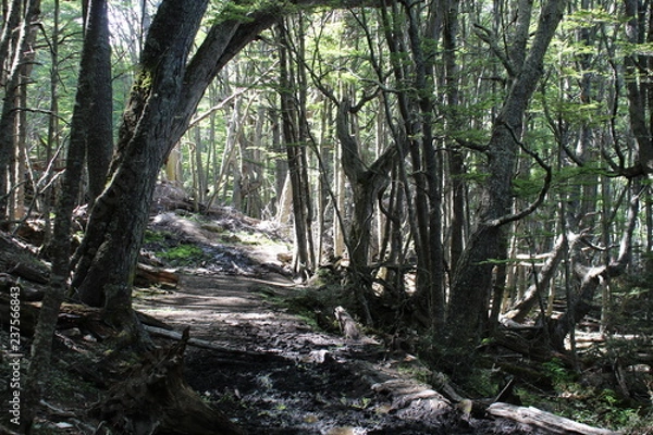 Obraz Path   to  enter  the  forest