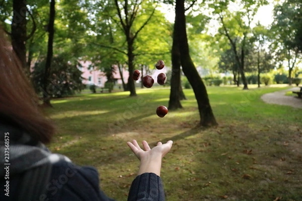 Obraz flying chestnuts in park