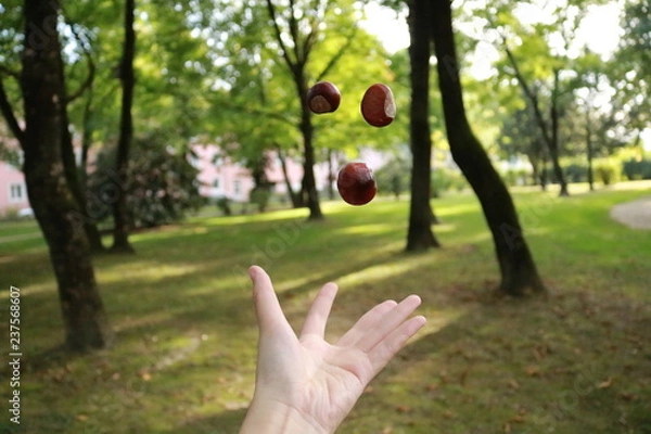 Obraz flying chestnuts in hand