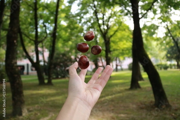 Obraz chestnuts in hand