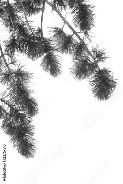 Fototapeta Pine Tree Branch with Snow