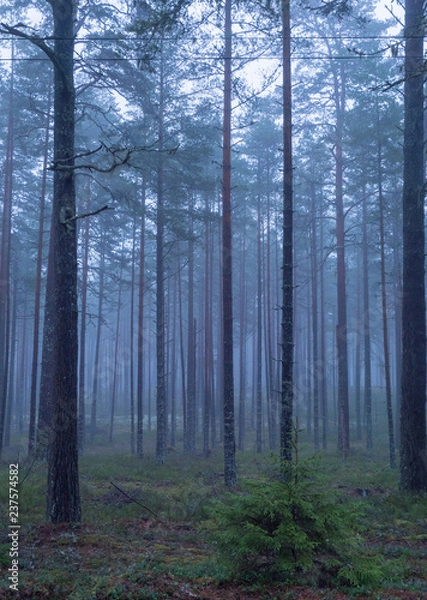 Fototapeta Pine tree in a foggy forest