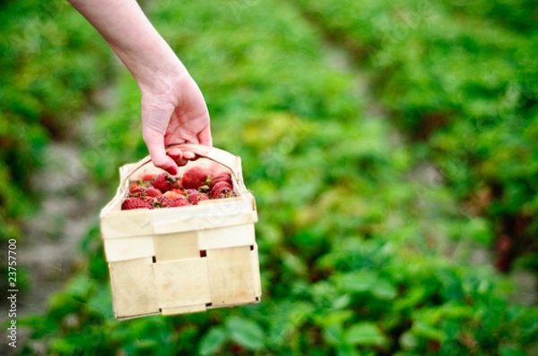 Obraz koszyk truskawek